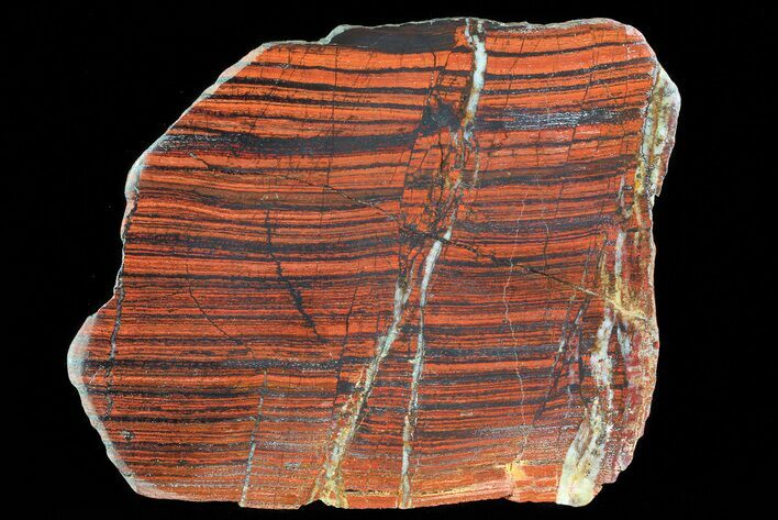 Polished Tiger Iron Stromatolite - ( Billion Years) #72911
